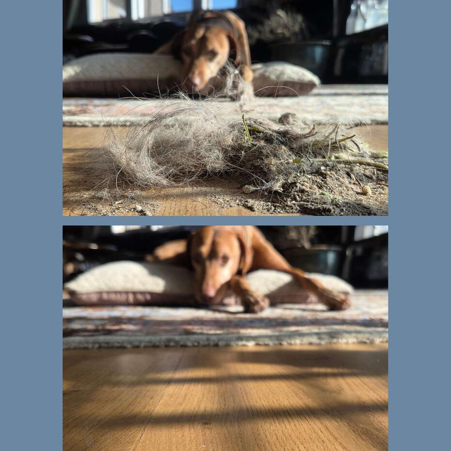 The hair and dirt was cleaned with a vacuum while a dog was watching (and probably shedding!)